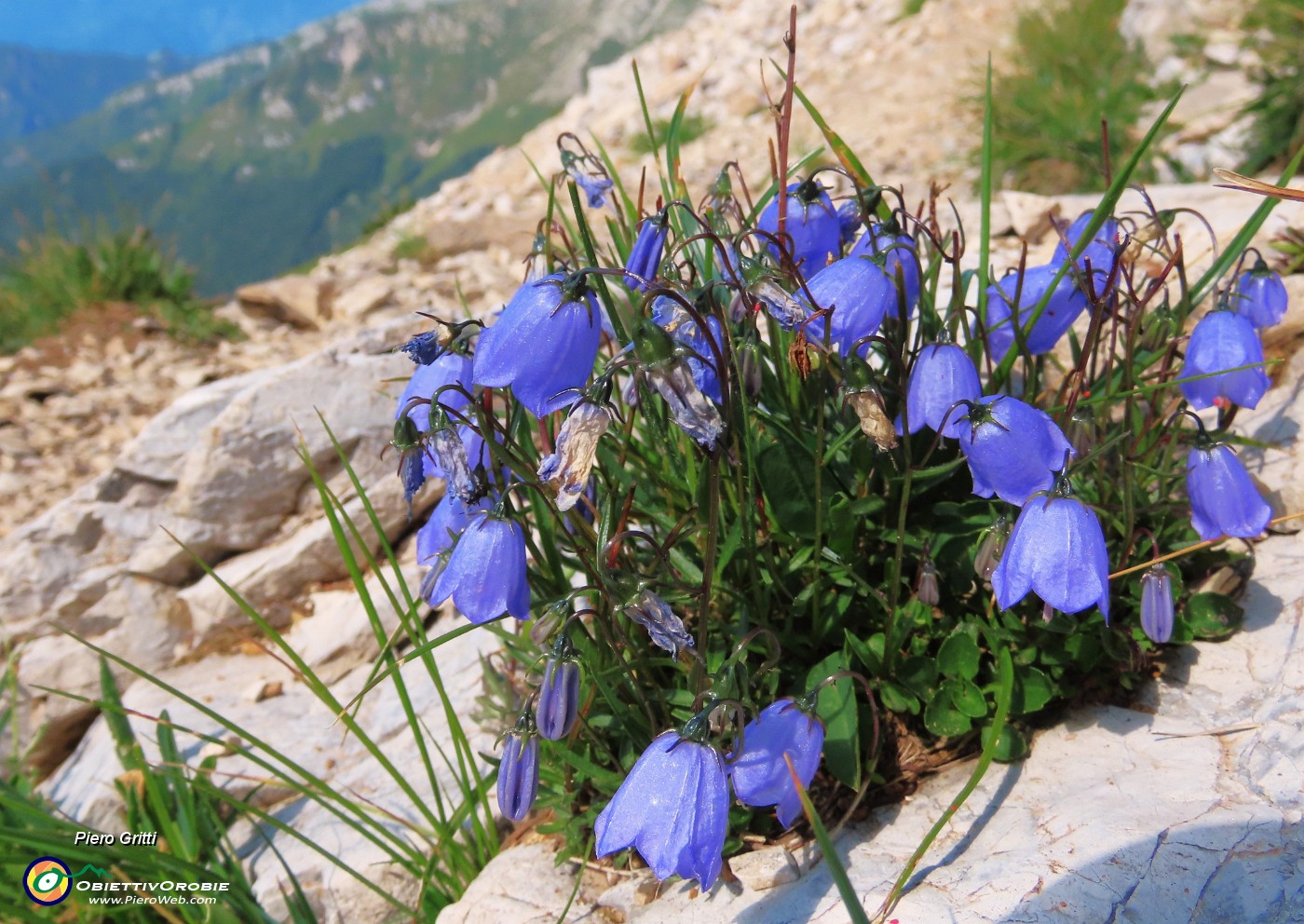 24 Campanula cochleariifolia (Campanula dei ghiaioni).JPG